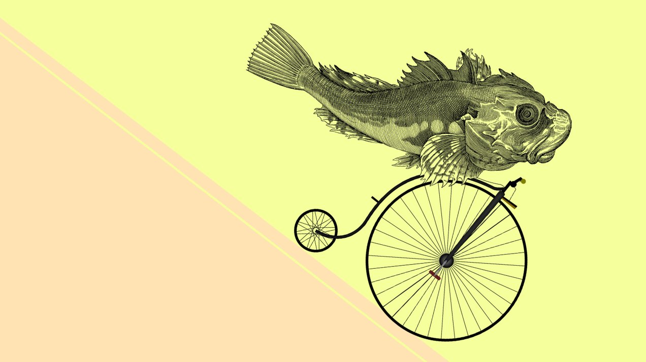 a fish riding a bycicle